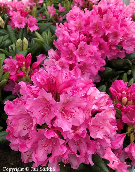 Rhododendron Tigerstedtii-Ryhm'Haaga'